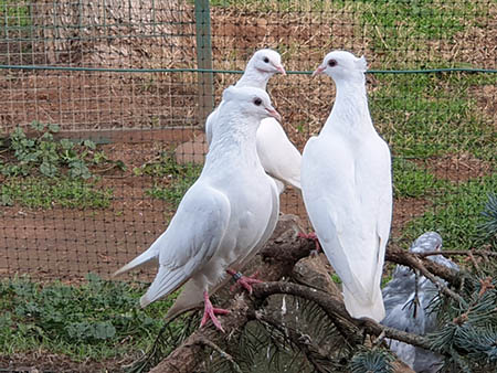 tambor de sudan